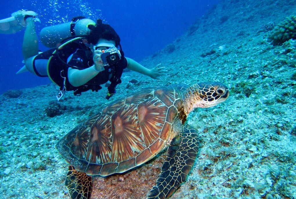 Scuba Diving with turtles