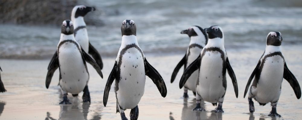 australia-wildlife-penguin