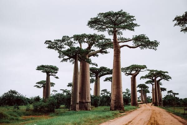 Witness the Spectacular Baobab in Madagascar