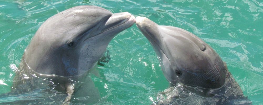 brisbane-dolphin-tour