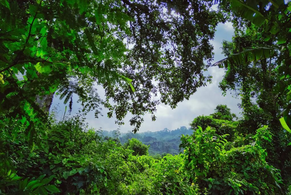 Green forest in Tripura