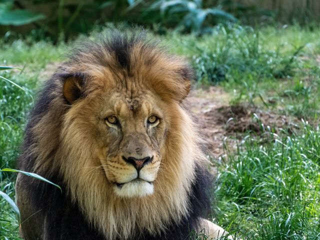 Kid Friendly Things to Do in DC - Smithsonian National Zoo