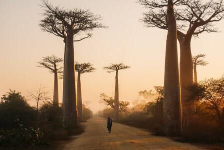 baobab de Madagascar