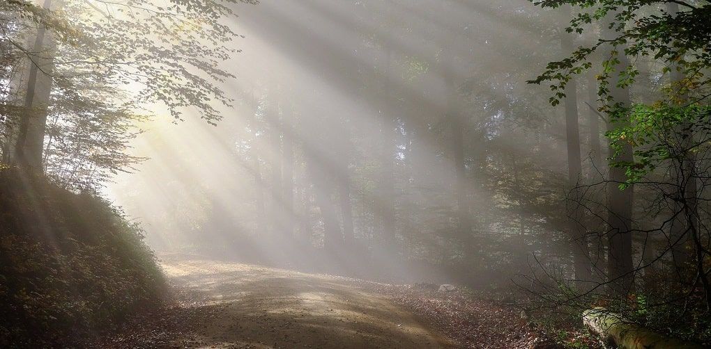 ForÃªt