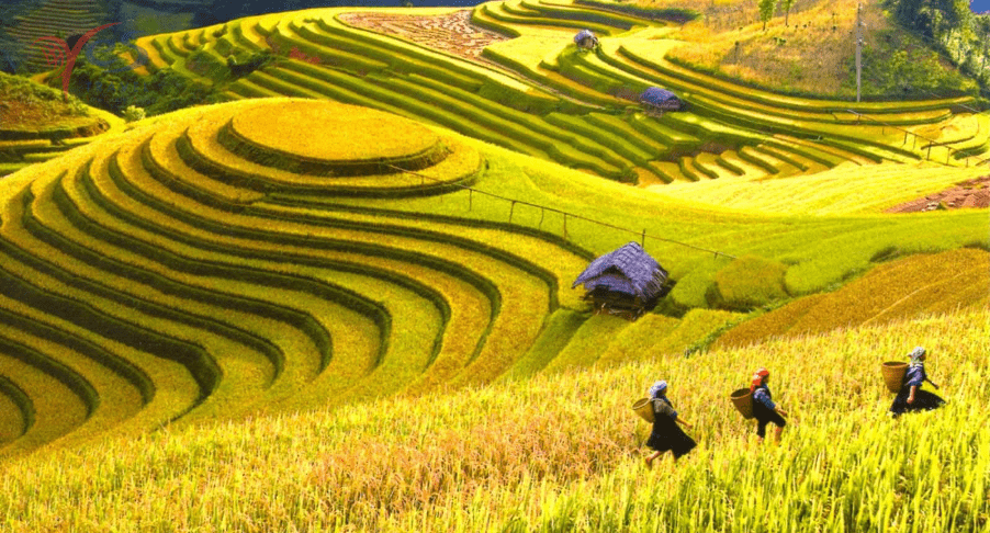 rice-fields-sapa