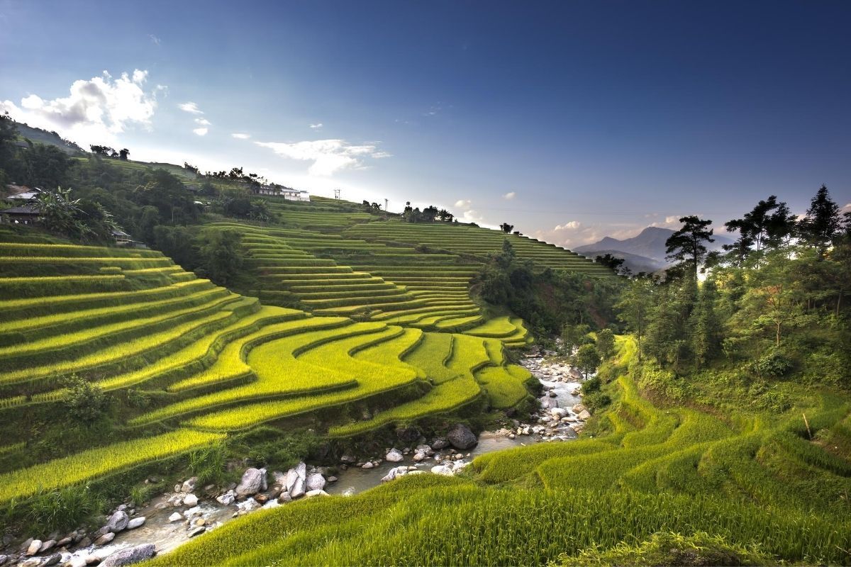 rice-fields