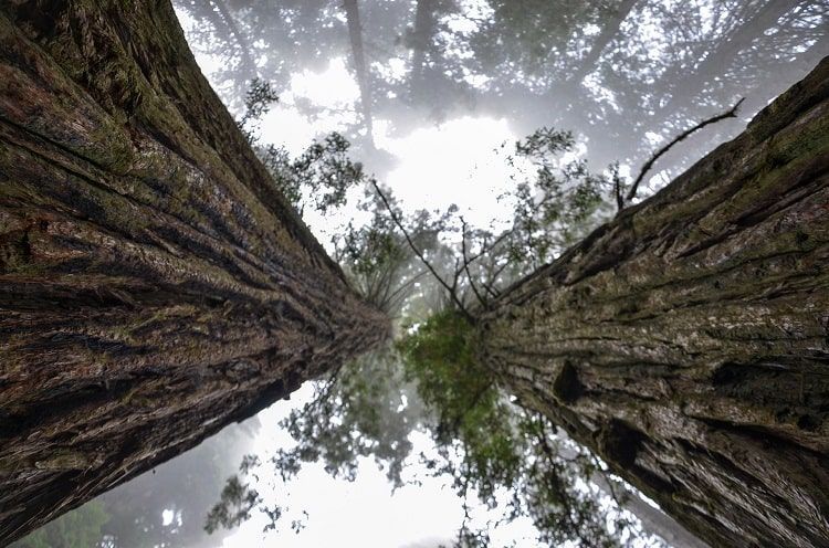 Parc National Sequoia