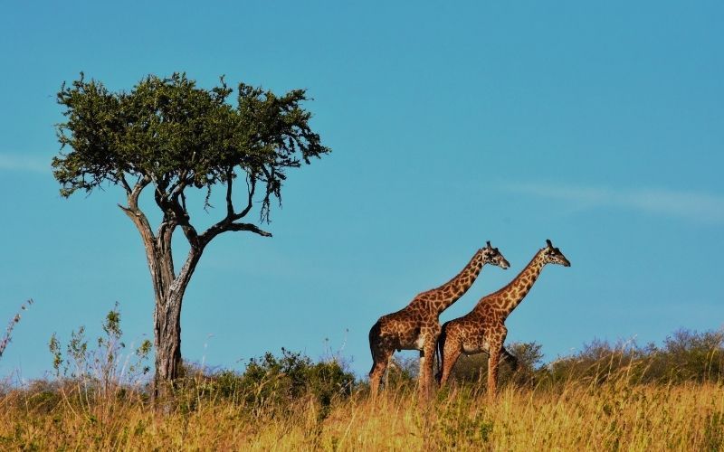 Giraffe observer au cours d'un safari en Tanzanie