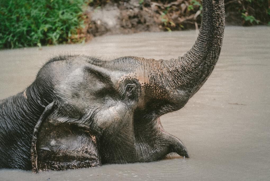 Baby elephant in water