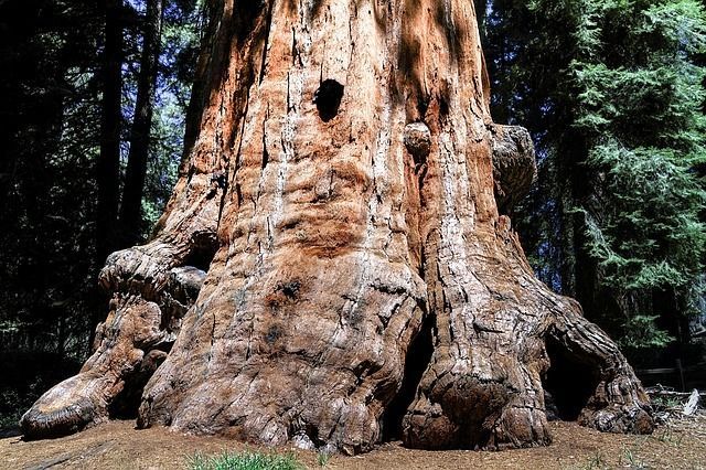 Parco Nazionale di Sequoia