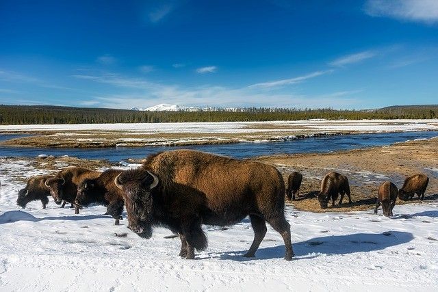 Bison in Yellowstone National Park